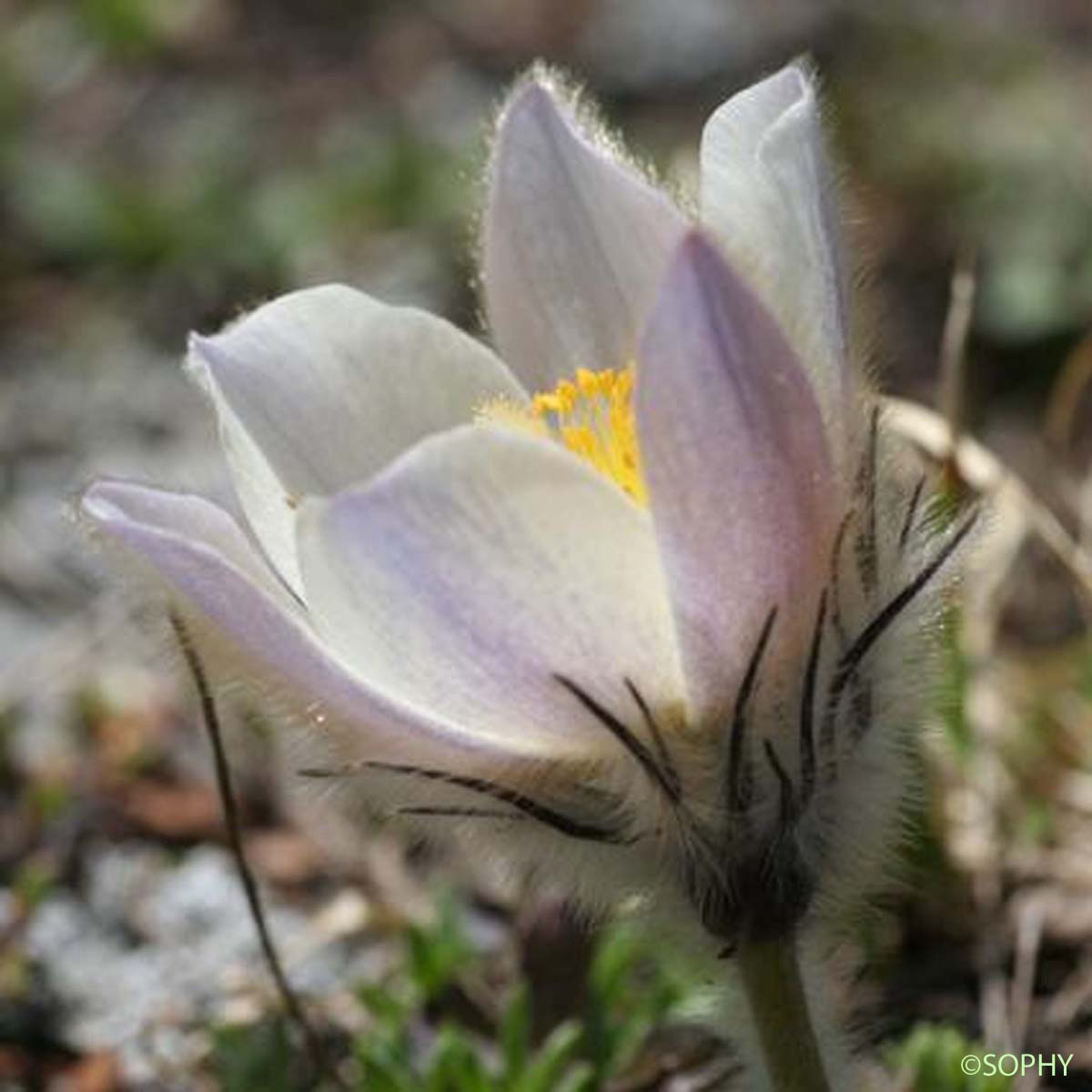 Anémone de printemps - Anemone vernalis