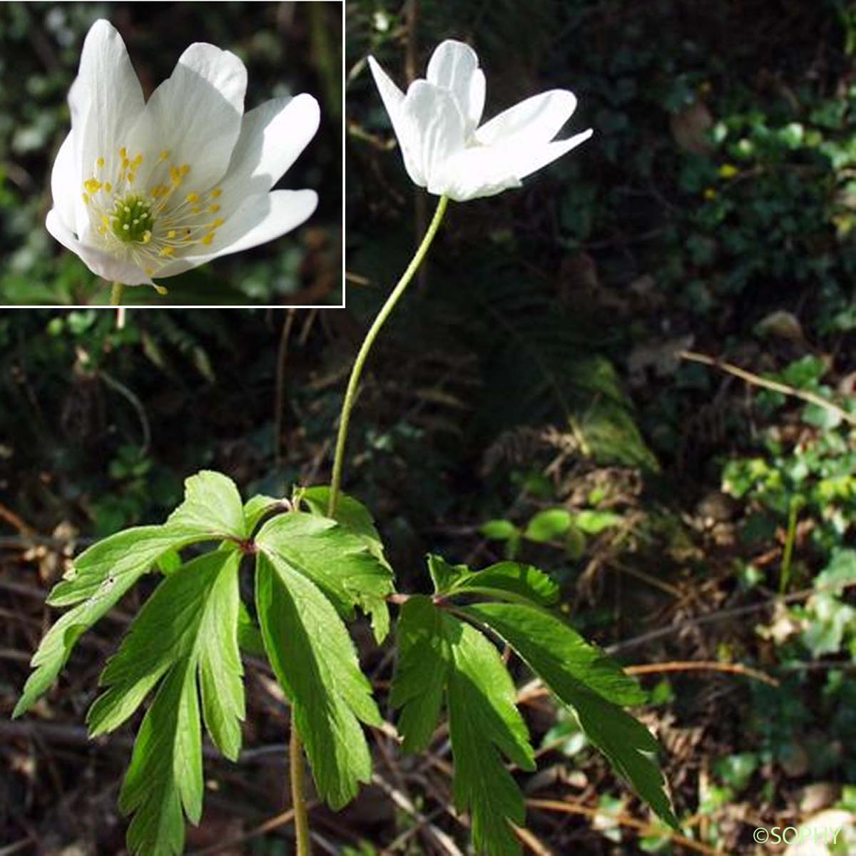 Anémone des bois - Anemone nemorosa