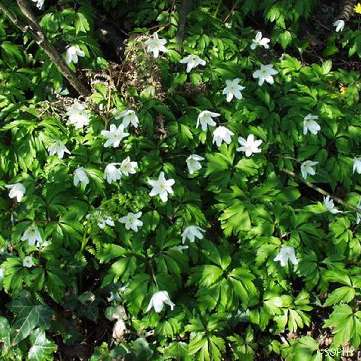 Anémone des bois - Anemone nemorosa