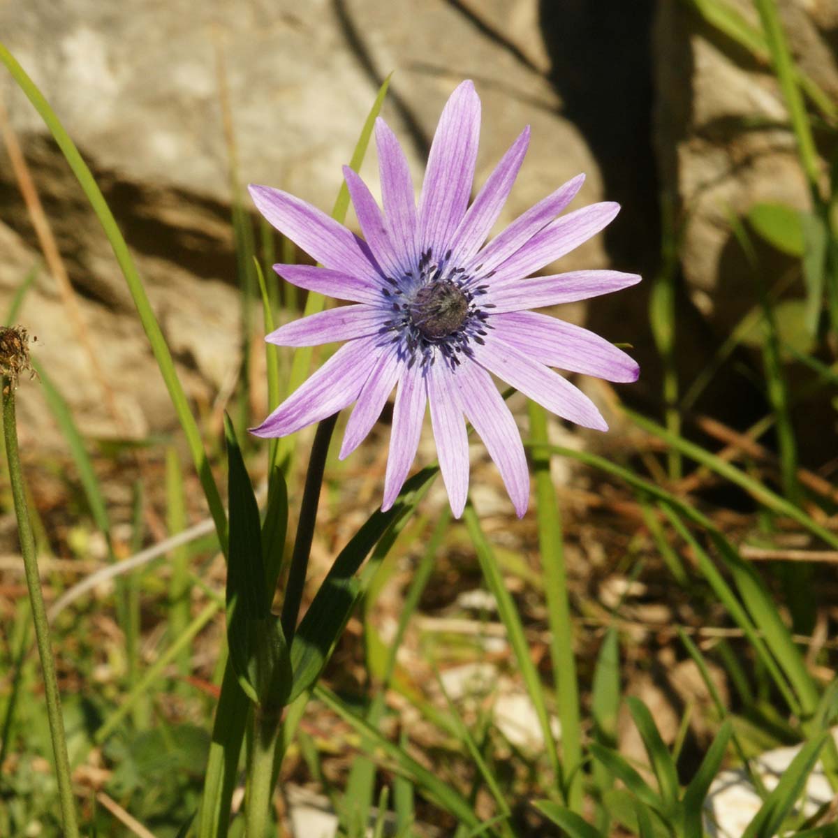 Anémone des jardins - Anemone hortensis subsp. hortensis