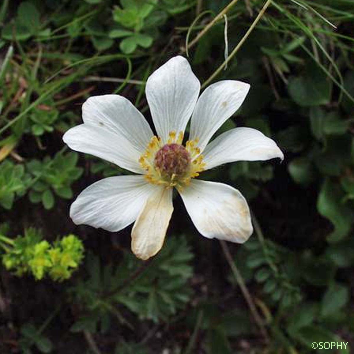 Anémone du mont Baldo - Anemone baldensis