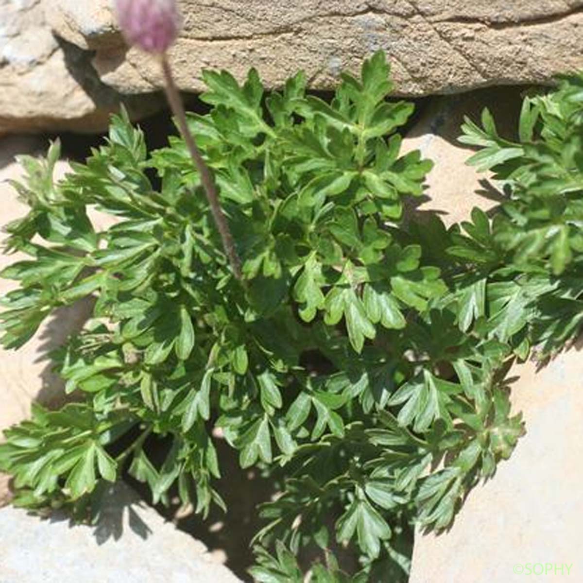 Anémone du mont Baldo - Anemone baldensis