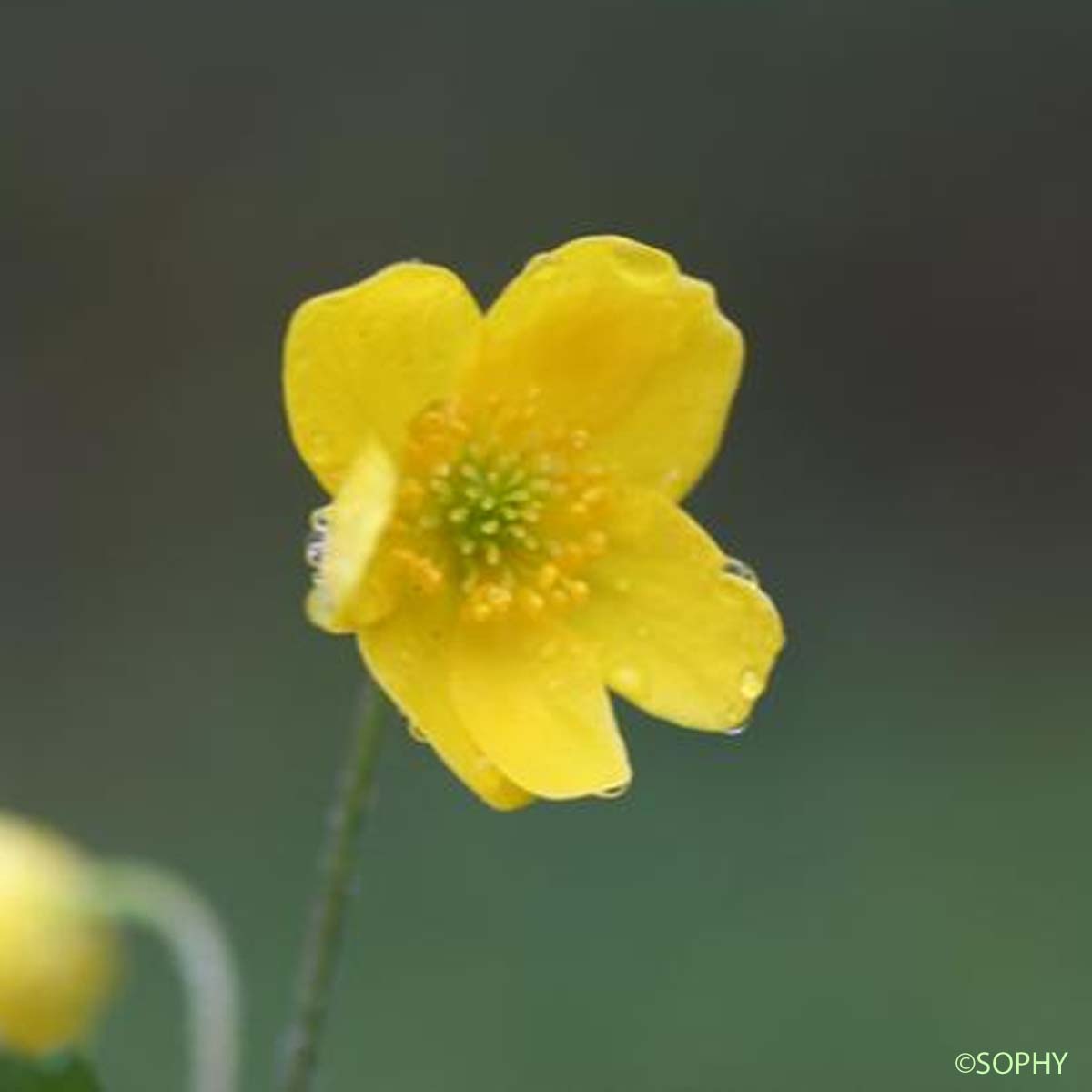 Anémone fausse Renoncule - Anemone ranunculoides subsp. ranunculoides