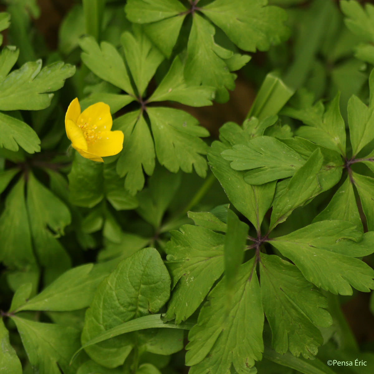 Anémone fausse Renoncule - Anemone ranunculoides subsp. ranunculoides