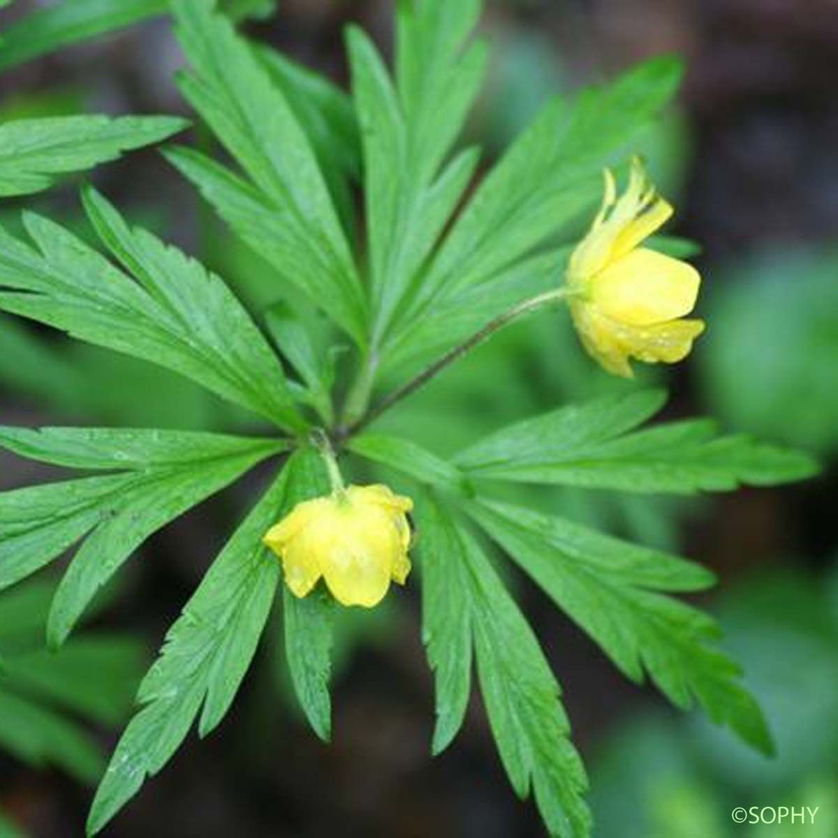 Anémone fausse Renoncule - Anemone ranunculoides subsp. ranunculoides