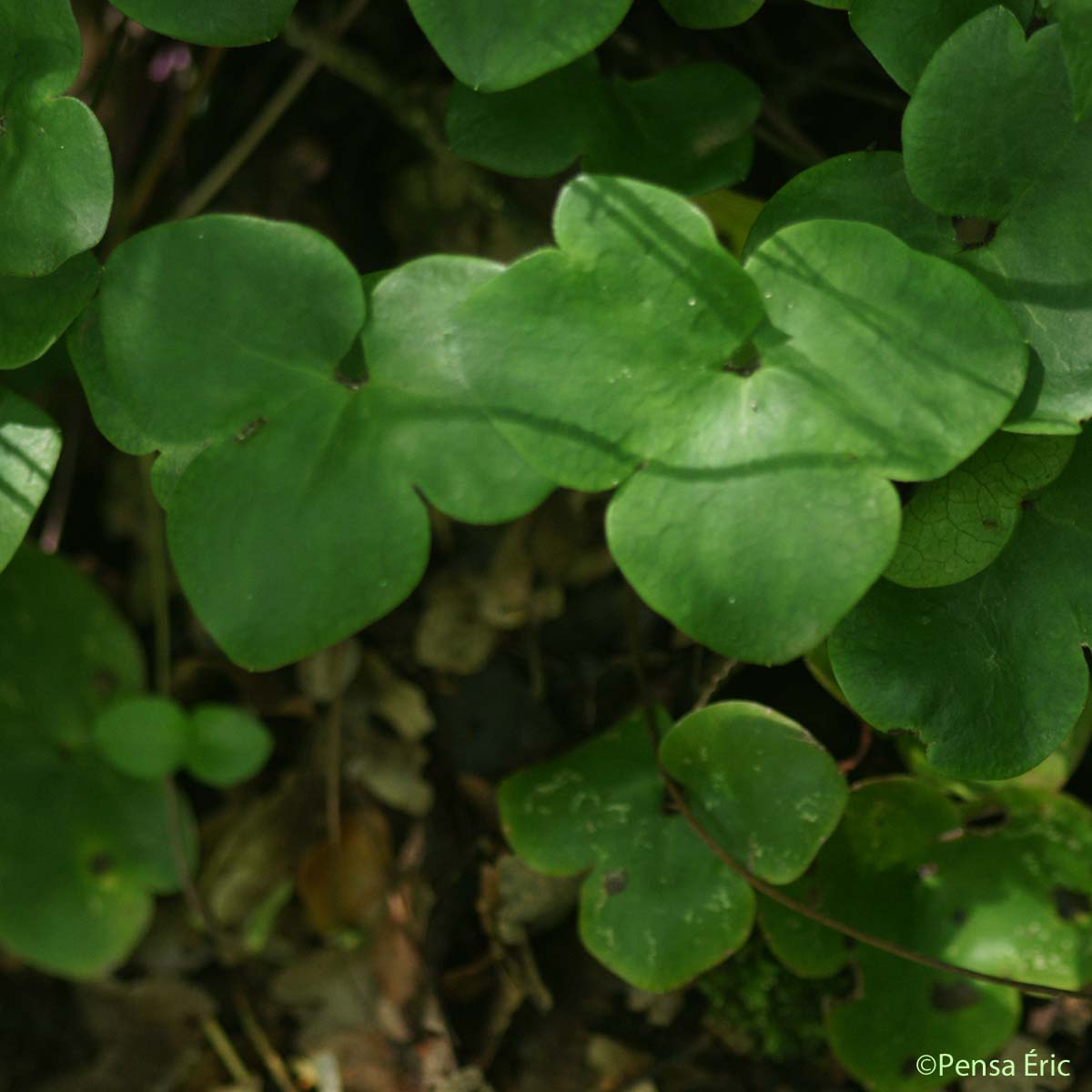 Anémone hépatique - Hepatica nobilis