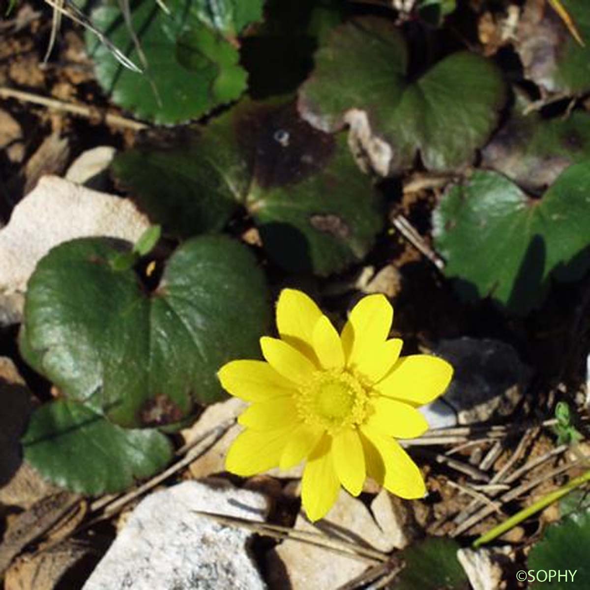 Anémone jaune - Anemone palmata