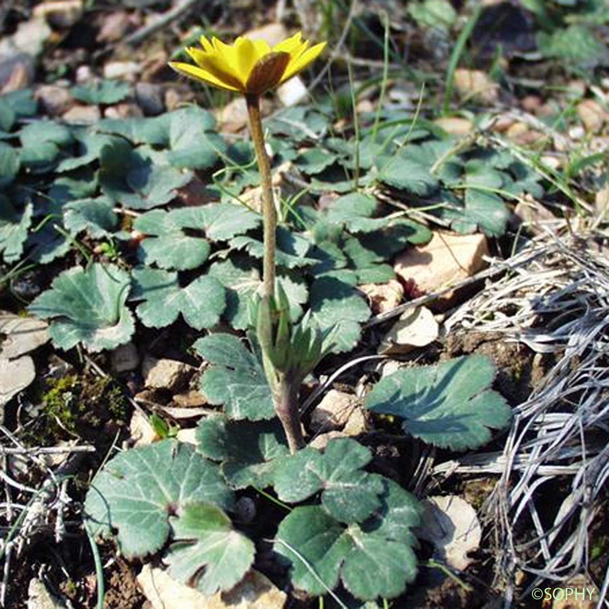 Anémone jaune - Anemone palmata