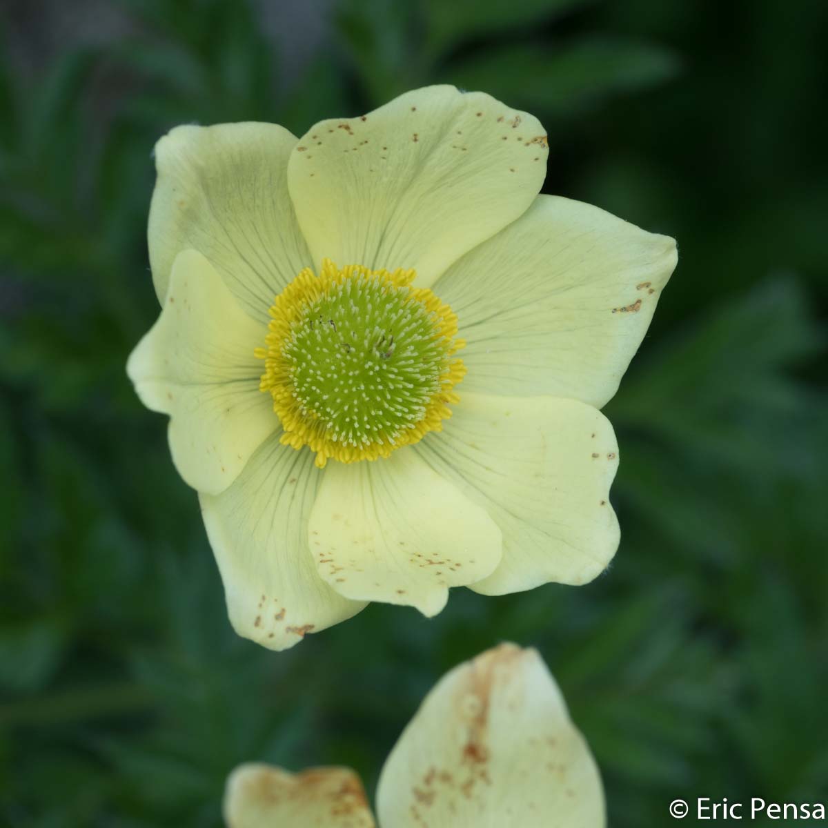 Anémone soufrée - Anemone alpina subsp. apiifolia