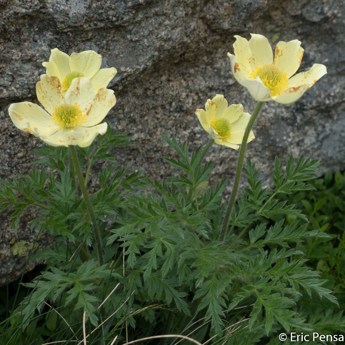 Anémone soufrée - Pulsatilla alpina subsp. apiifolia