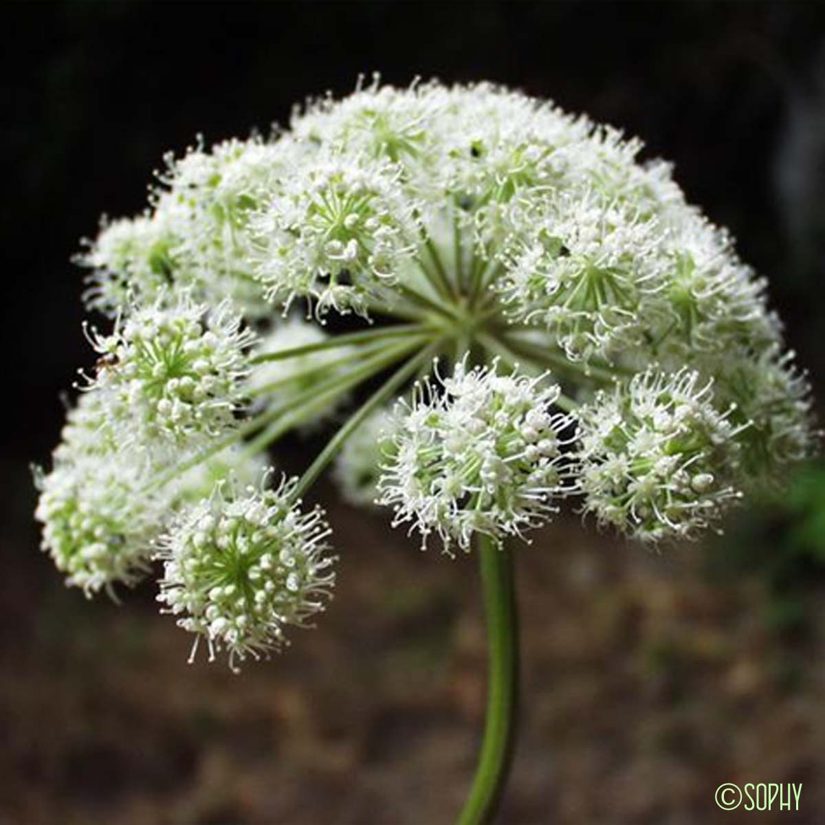 Angélique des bois - Angelica sylvestris subsp. sylvestris