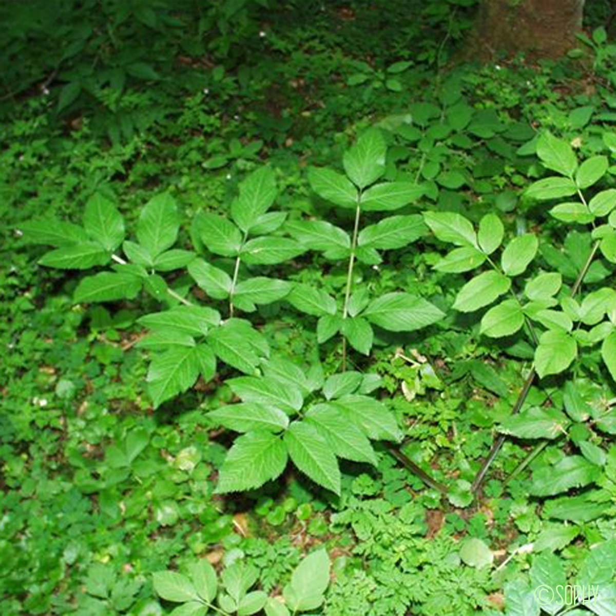 Angélique des bois - Angelica sylvestris subsp. sylvestris