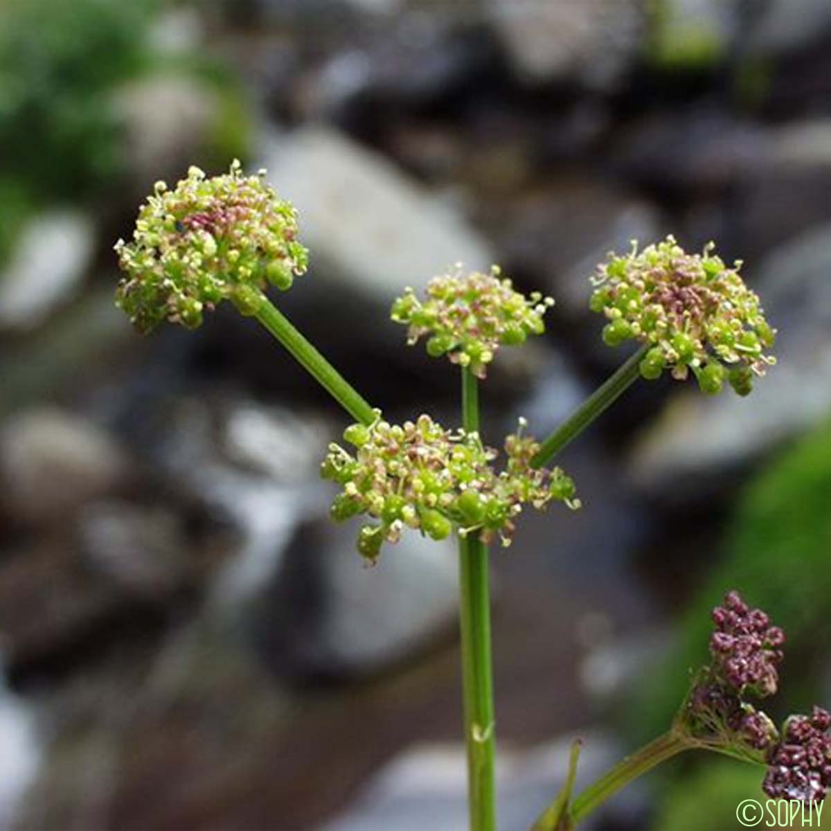 Angélique des Pyrénées - Epikeros pyrenaeus