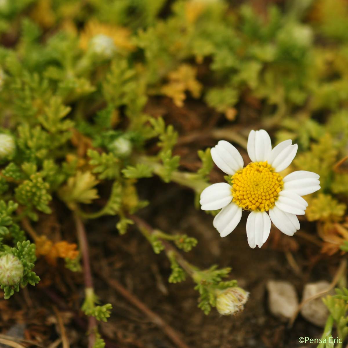 Anthémis à rameaux tournés d'un même côté - Anthemis secundiramea