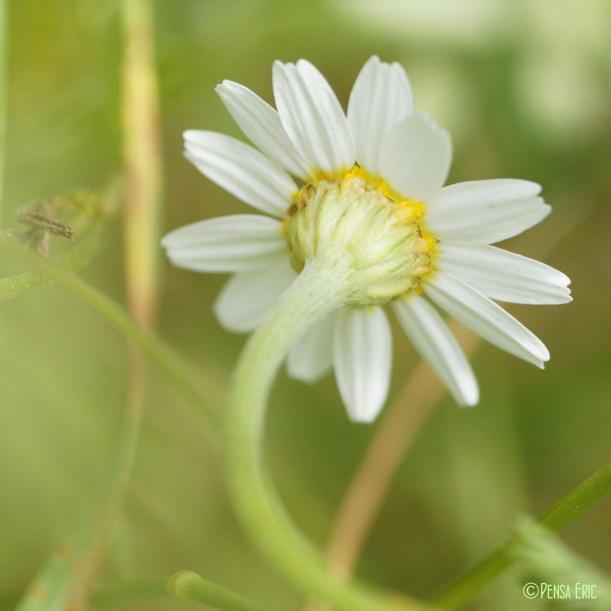 Anthémis des champs - Anthemis arvensis subsp. arvensis