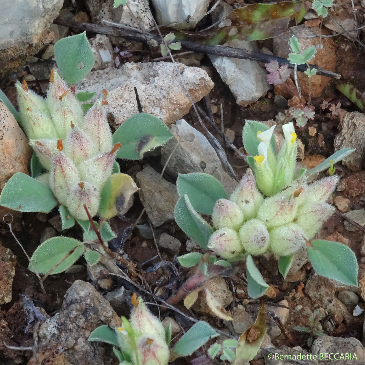 Anthyllis à quatre feuilles - Tripodion tetraphyllum