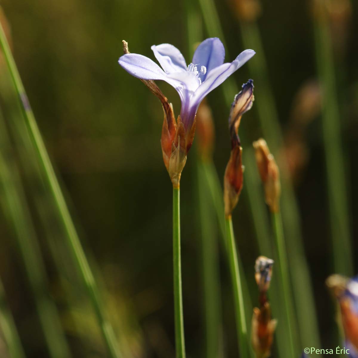 Aphyllanthe de Montpellier - Aphyllanthes monspeliensis