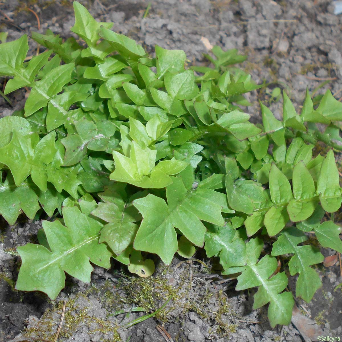 Aposéris fétide - Aposeris foetida