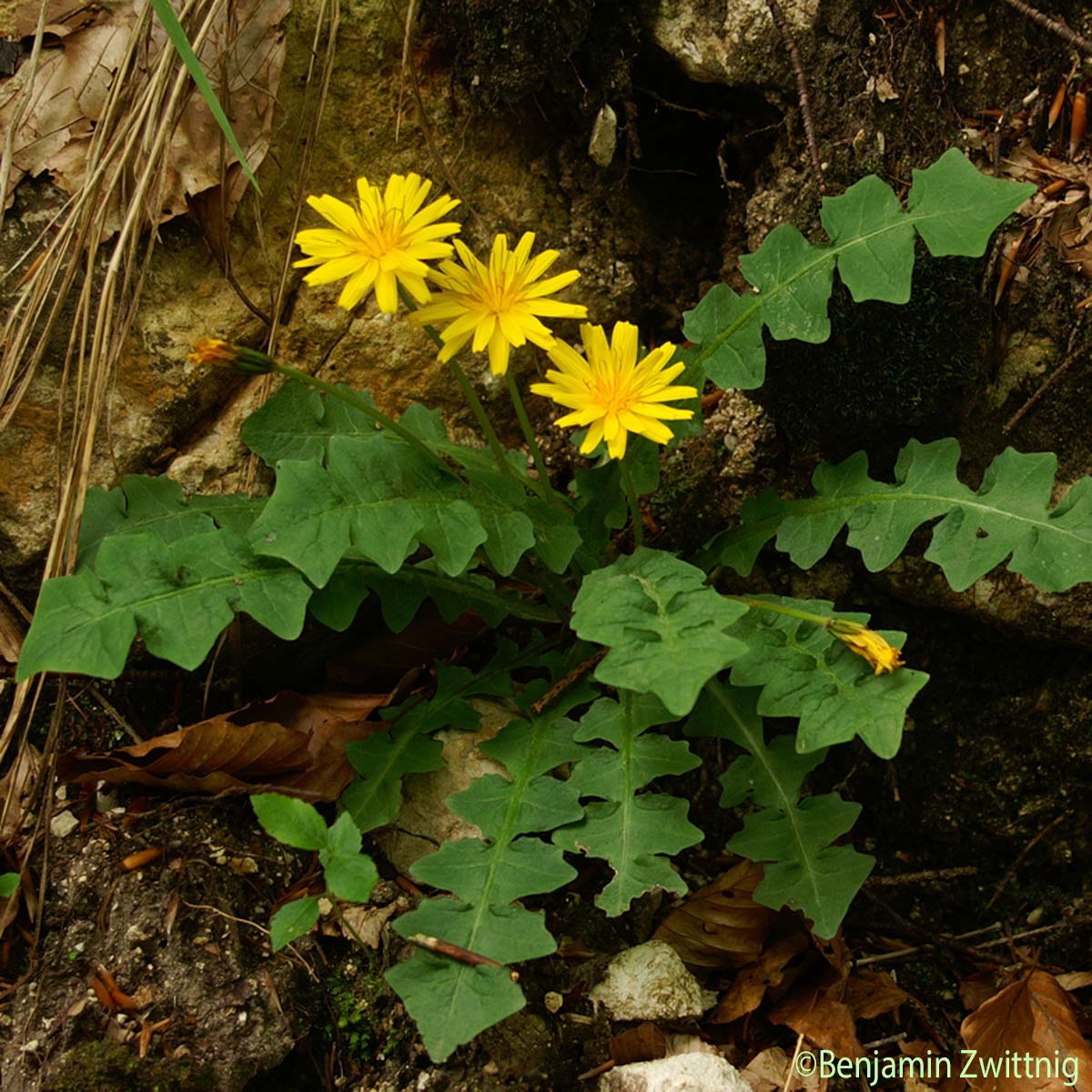 Aposéris fétide - Aposeris foetida