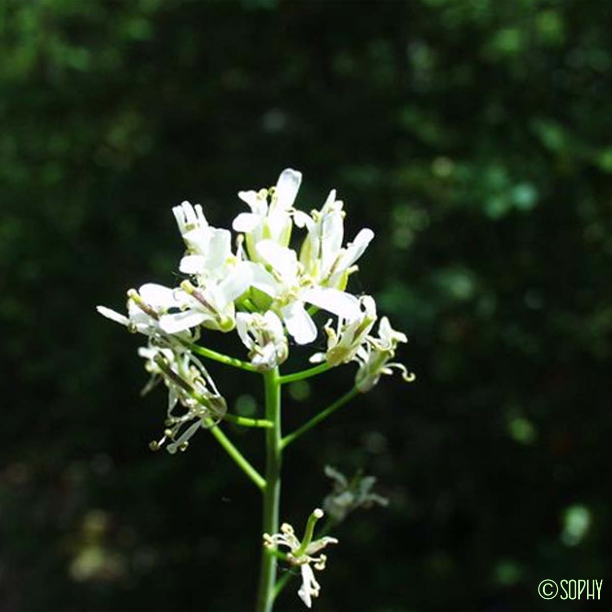 Arabette à feuilles de Chou - Fourraea alpina