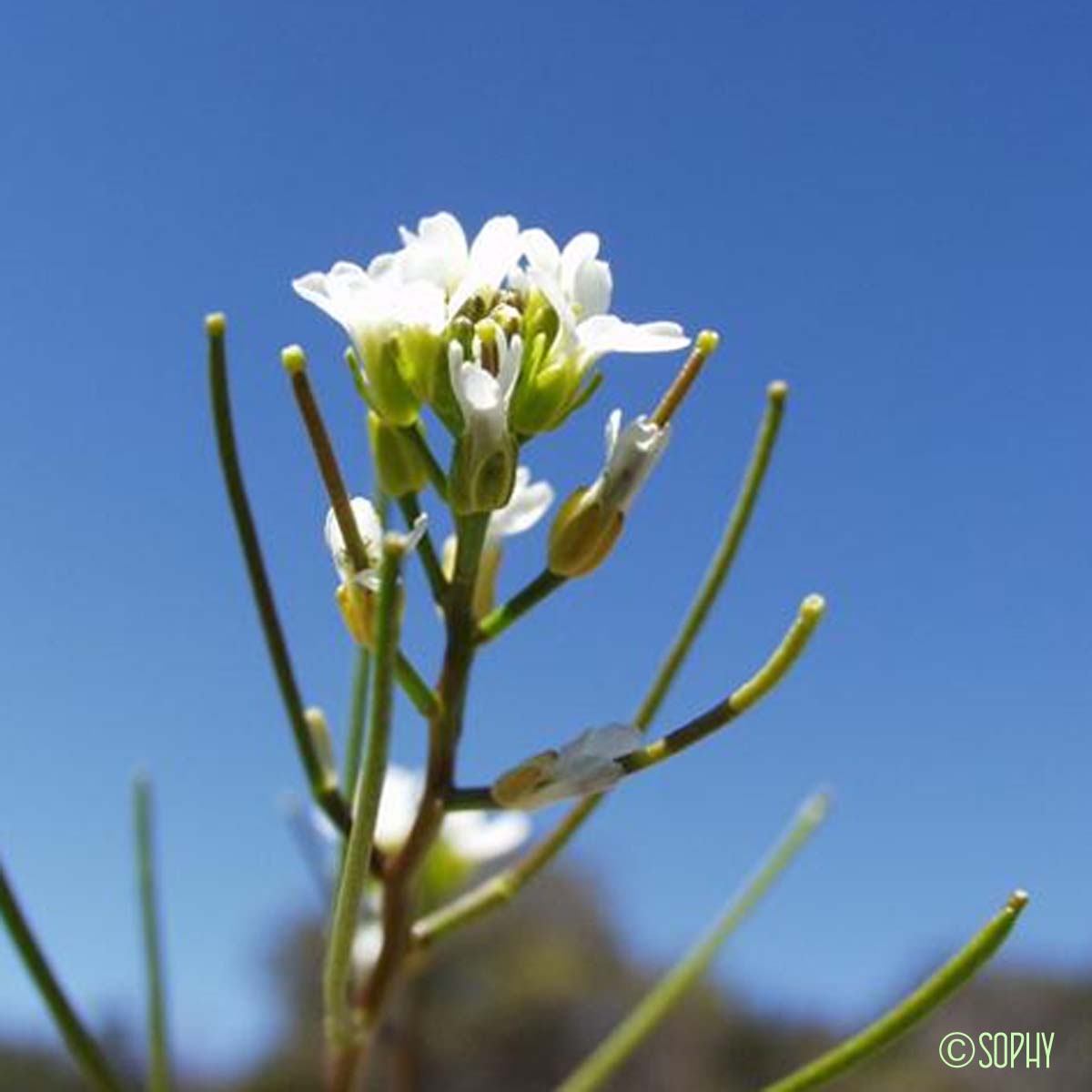 Arabette à oreillettes - Arabis auriculata