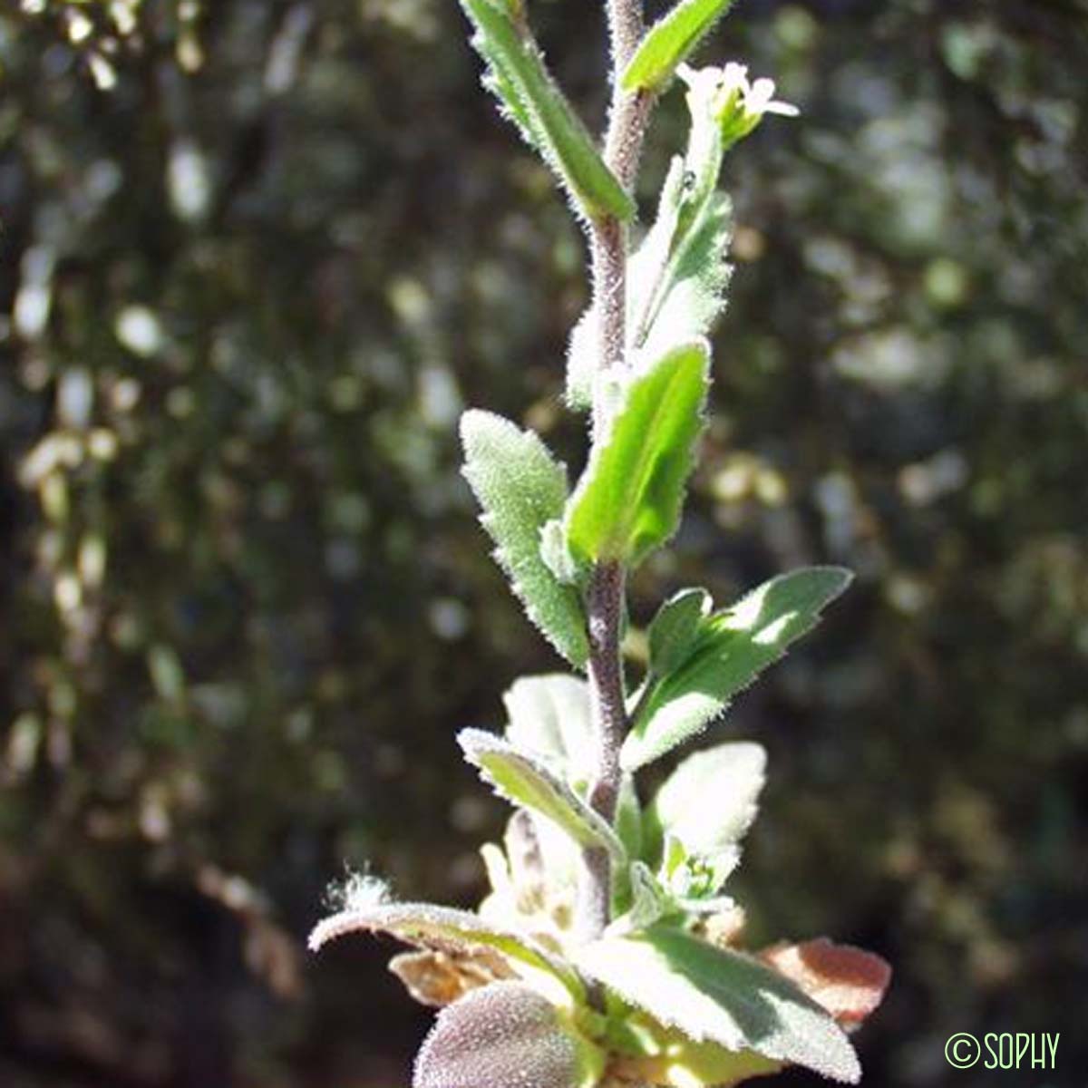 Arabette à oreillettes - Arabis auriculata