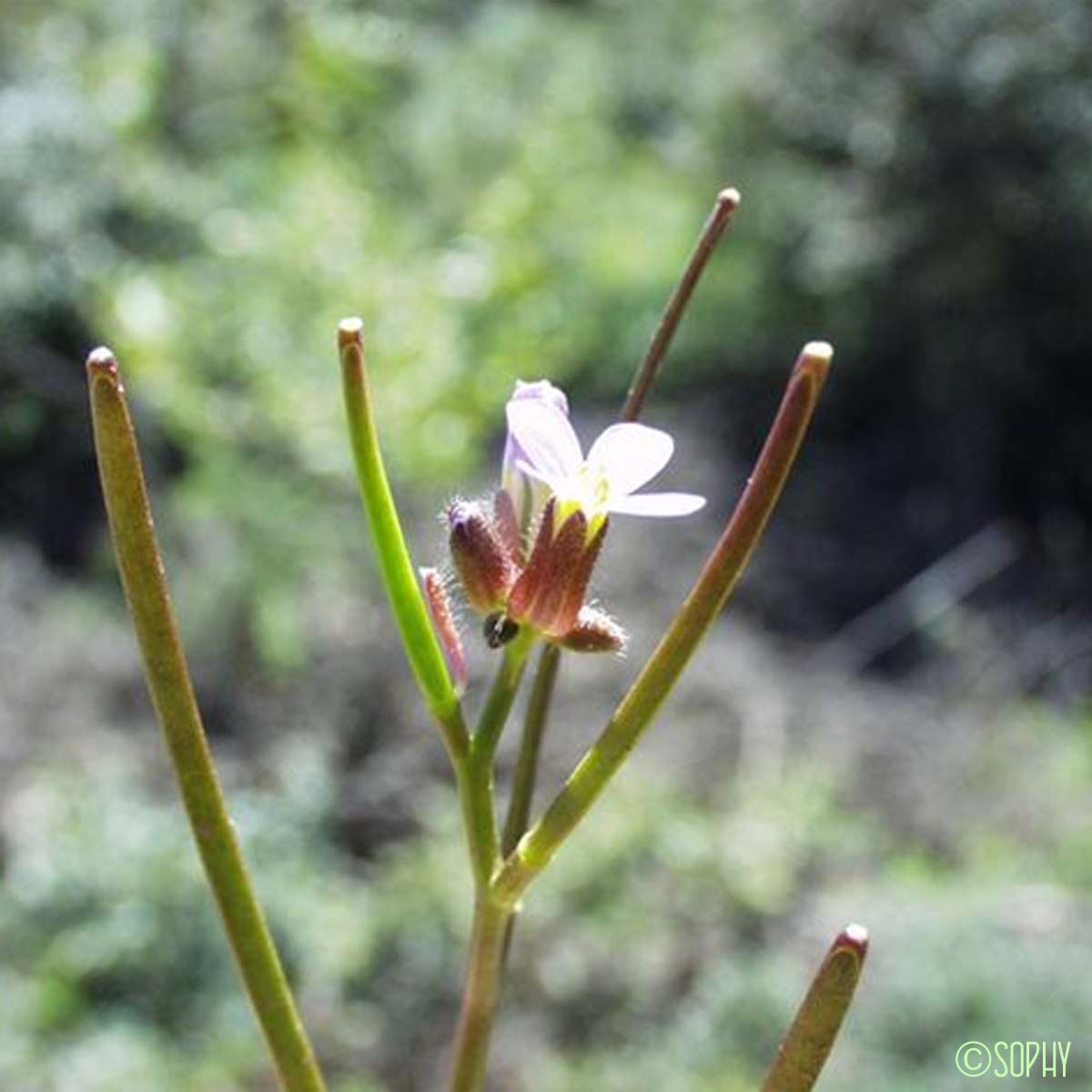 Arabette de printemps - Arabis verna