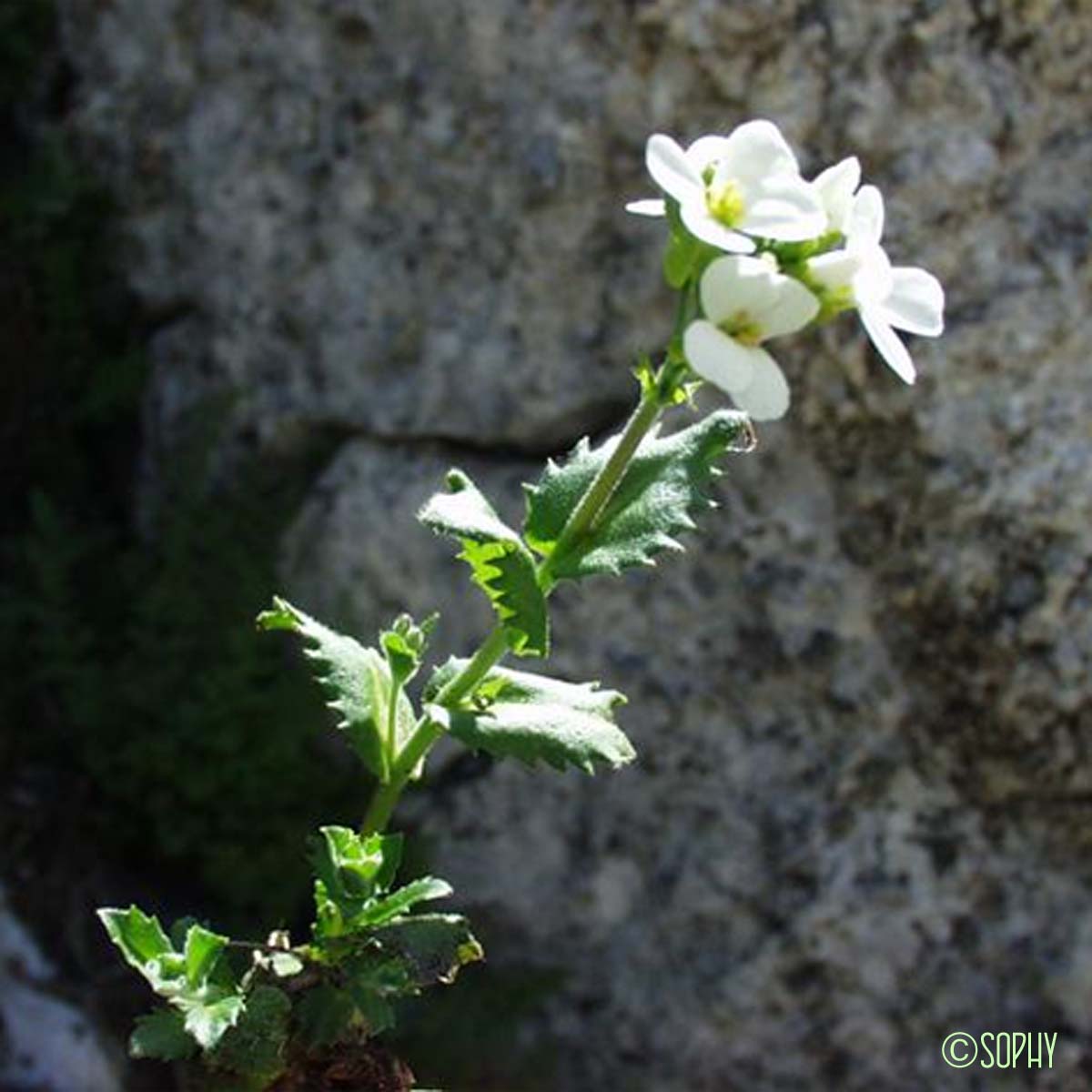 Arabette des Alpes - Arabis alpina