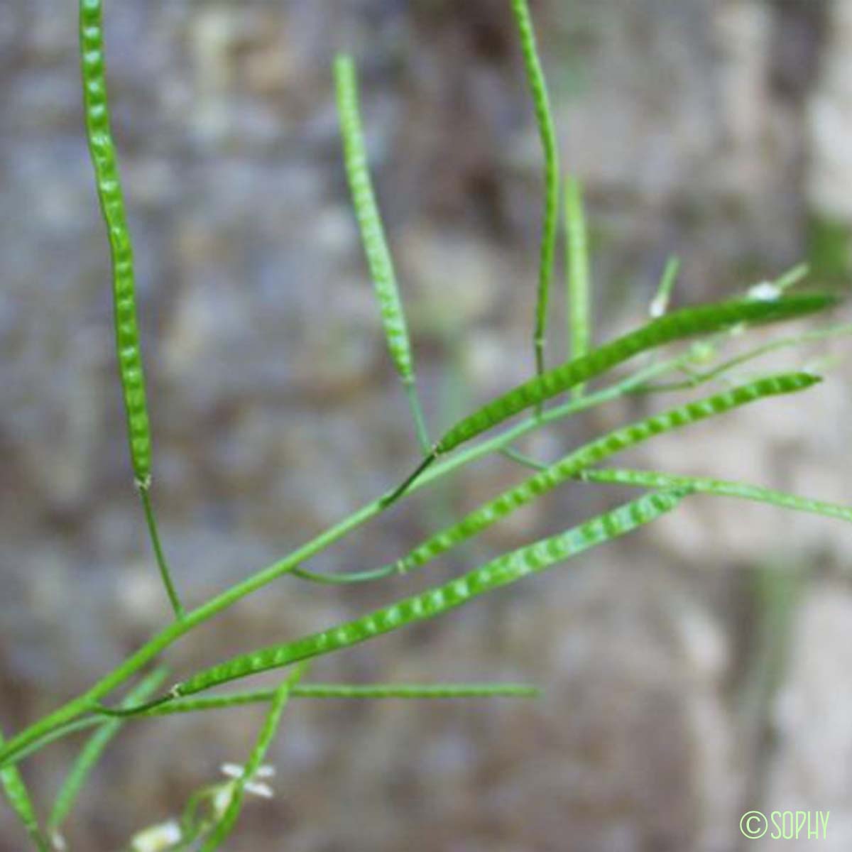 Arabette des Alpes - Arabis alpina