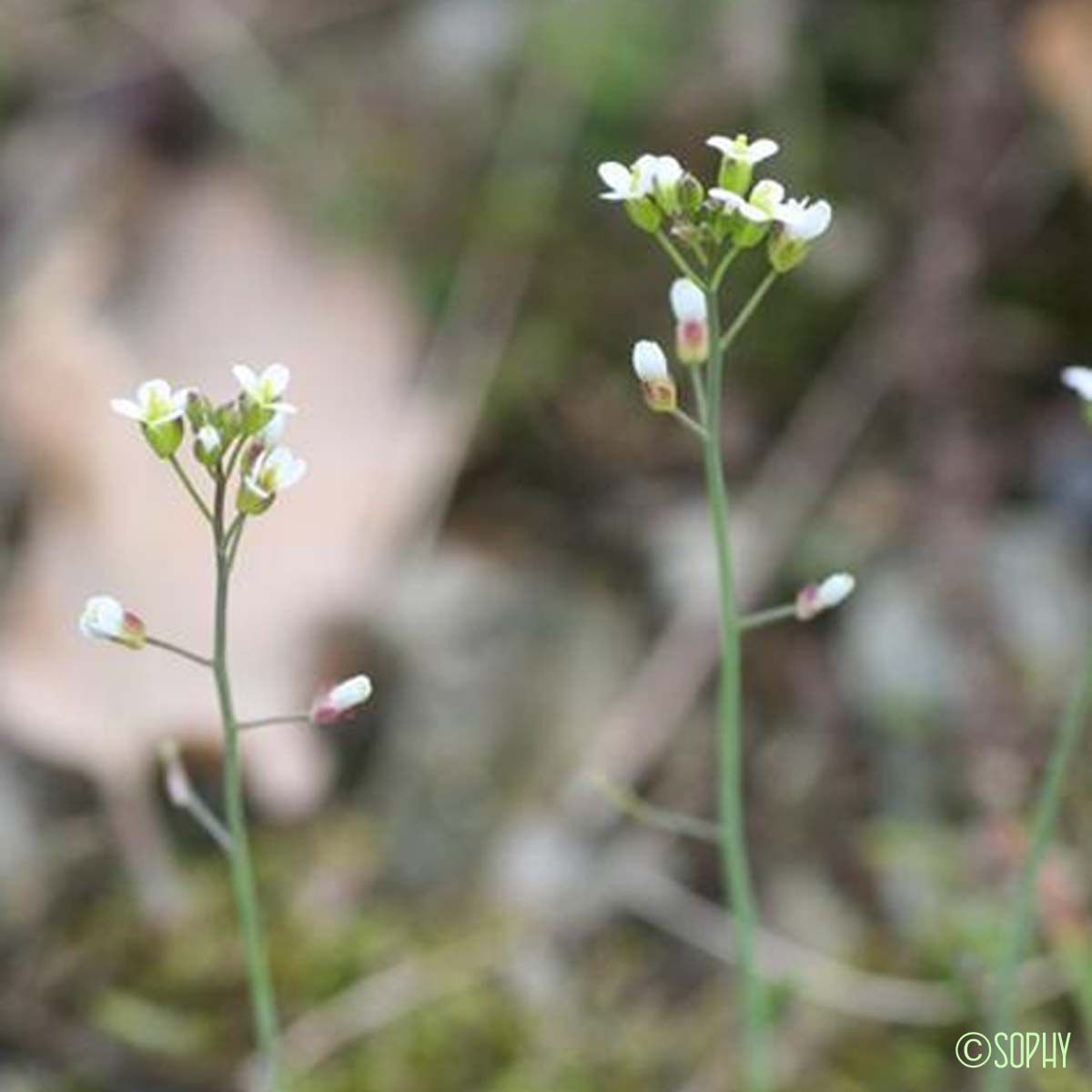 Arabette des collines - Arabis collina subsp. collina