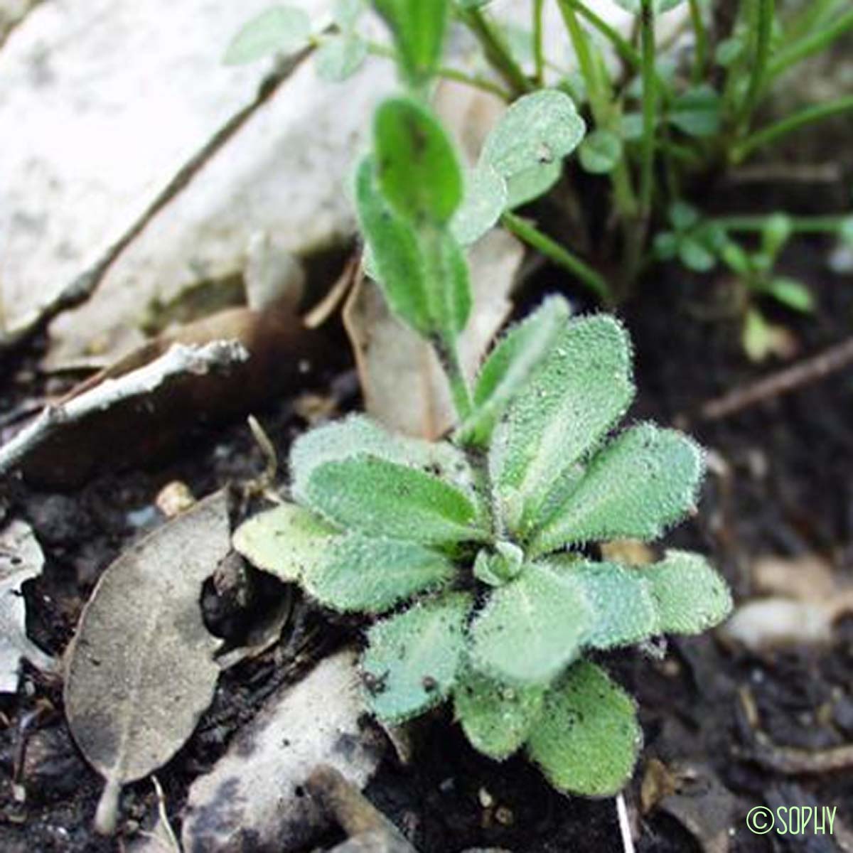 Arabette des collines - Arabis collina subsp. collina