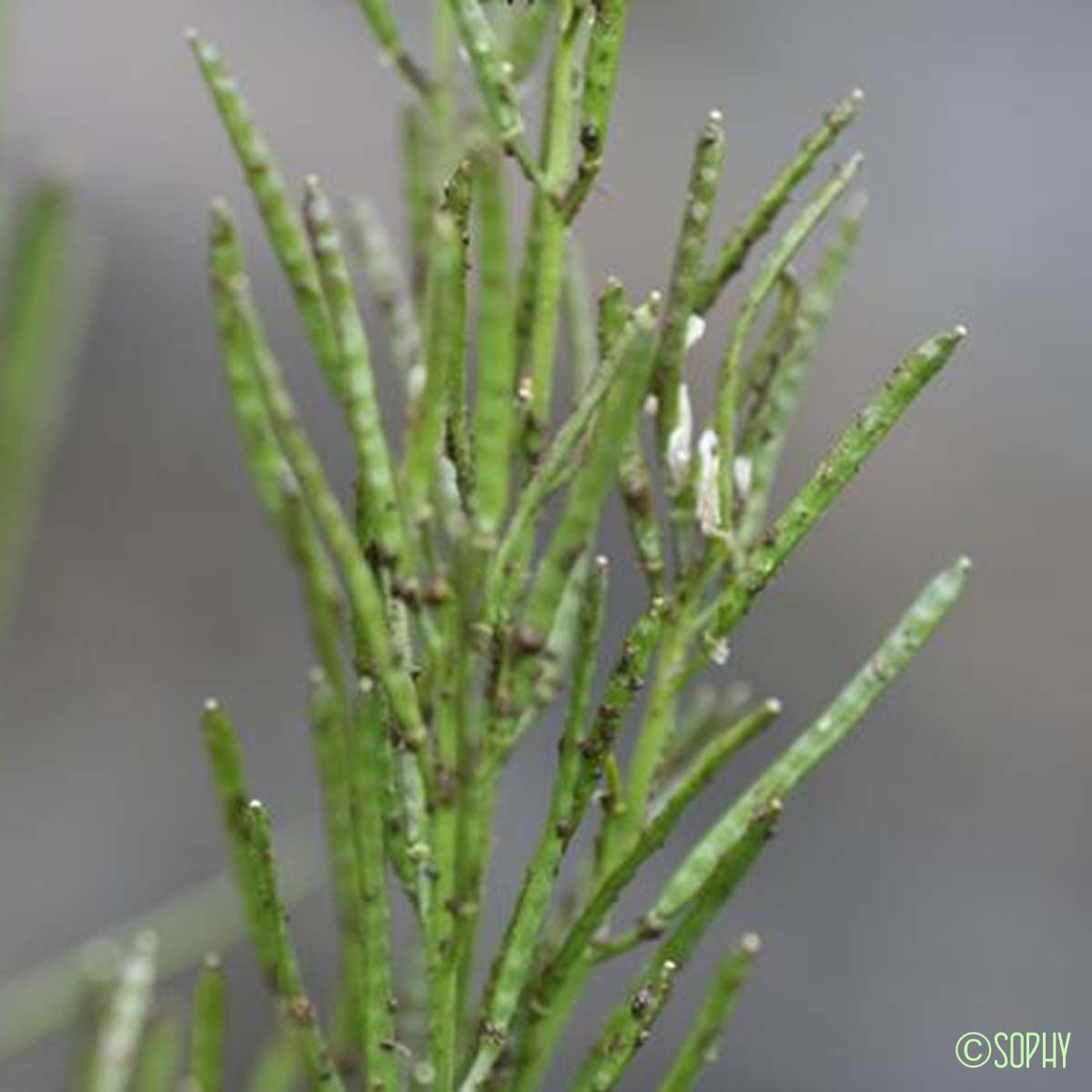 Arabette des collines - Arabis collina subsp. collina