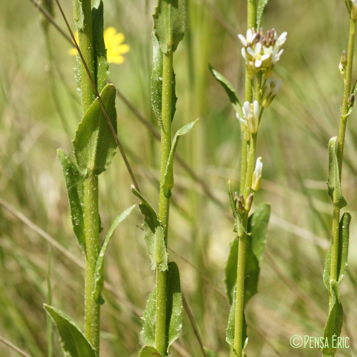 Arabette hérissée - Arabis hirsuta