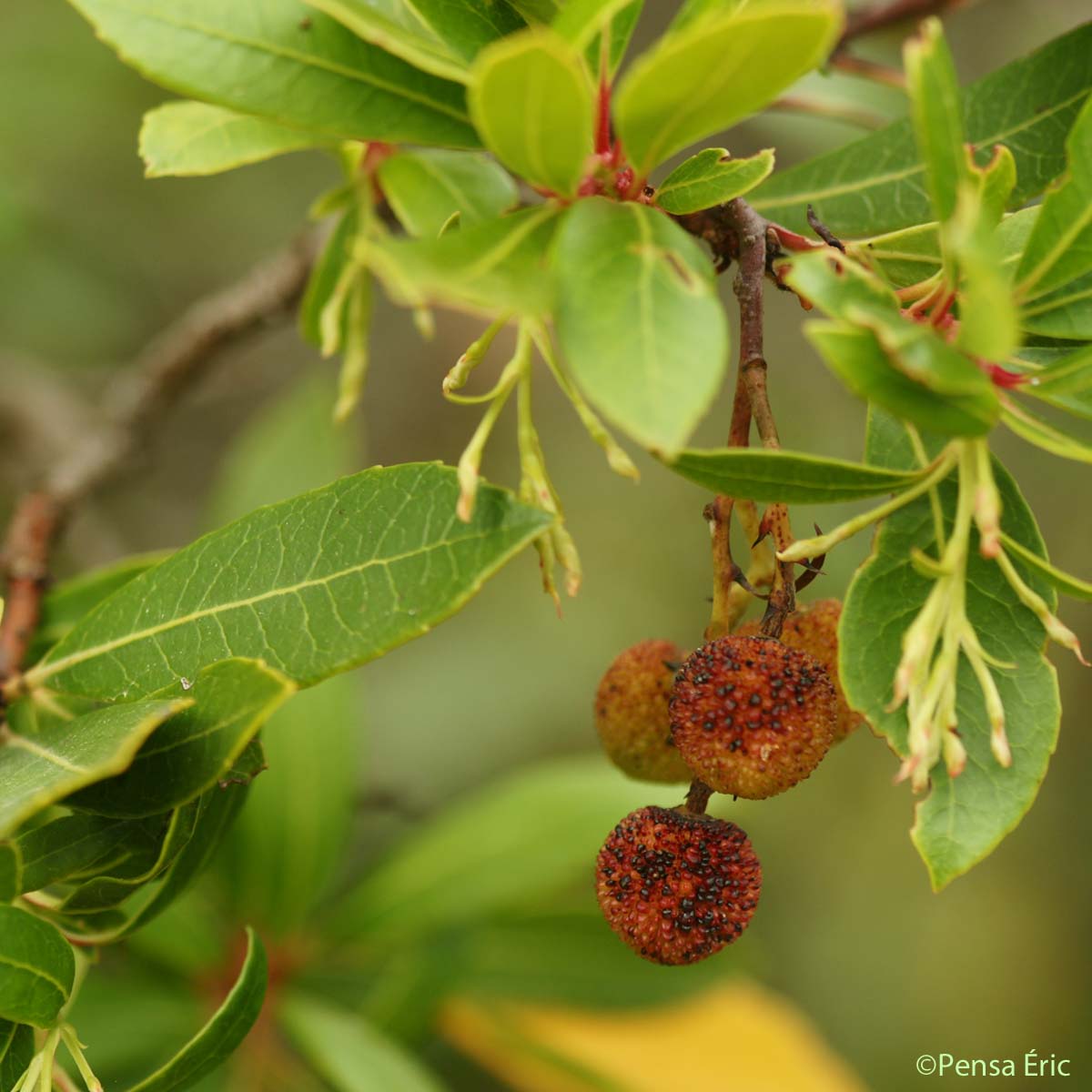 Arbousier - Arbutus unedo