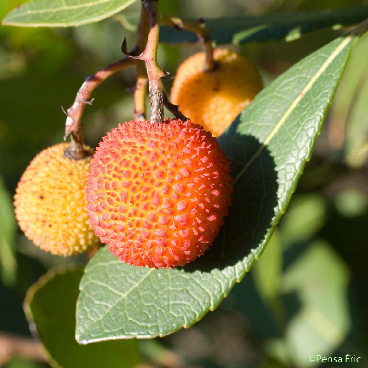 Arbousier - Arbutus unedo