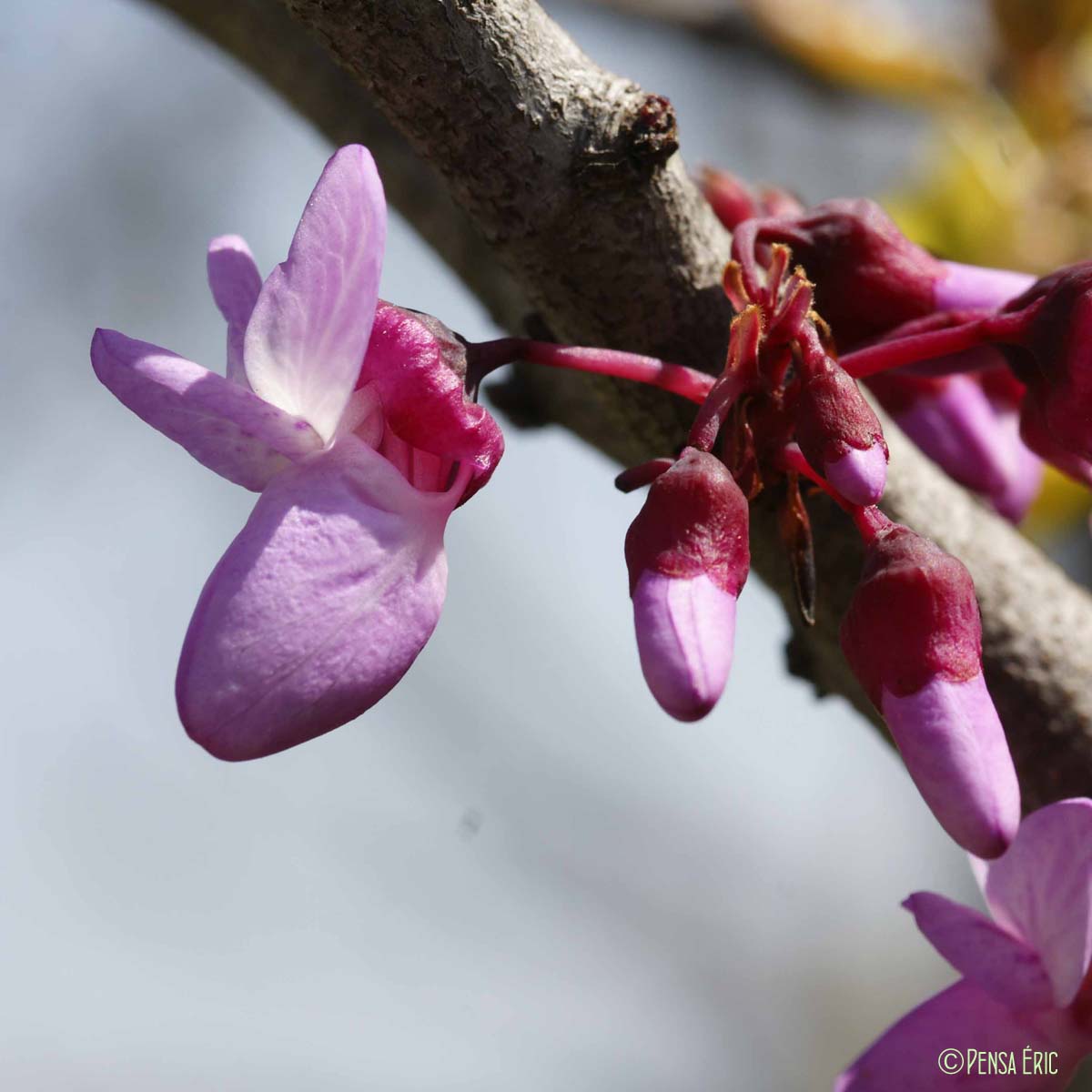 Arbre de Judée - Cercis siliquastrum