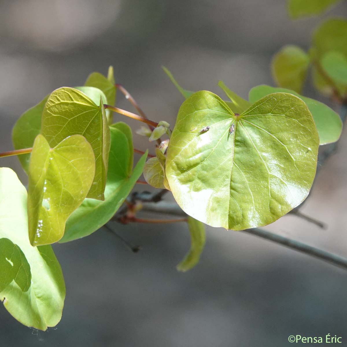 Arbre de Judée - Cercis siliquastrum