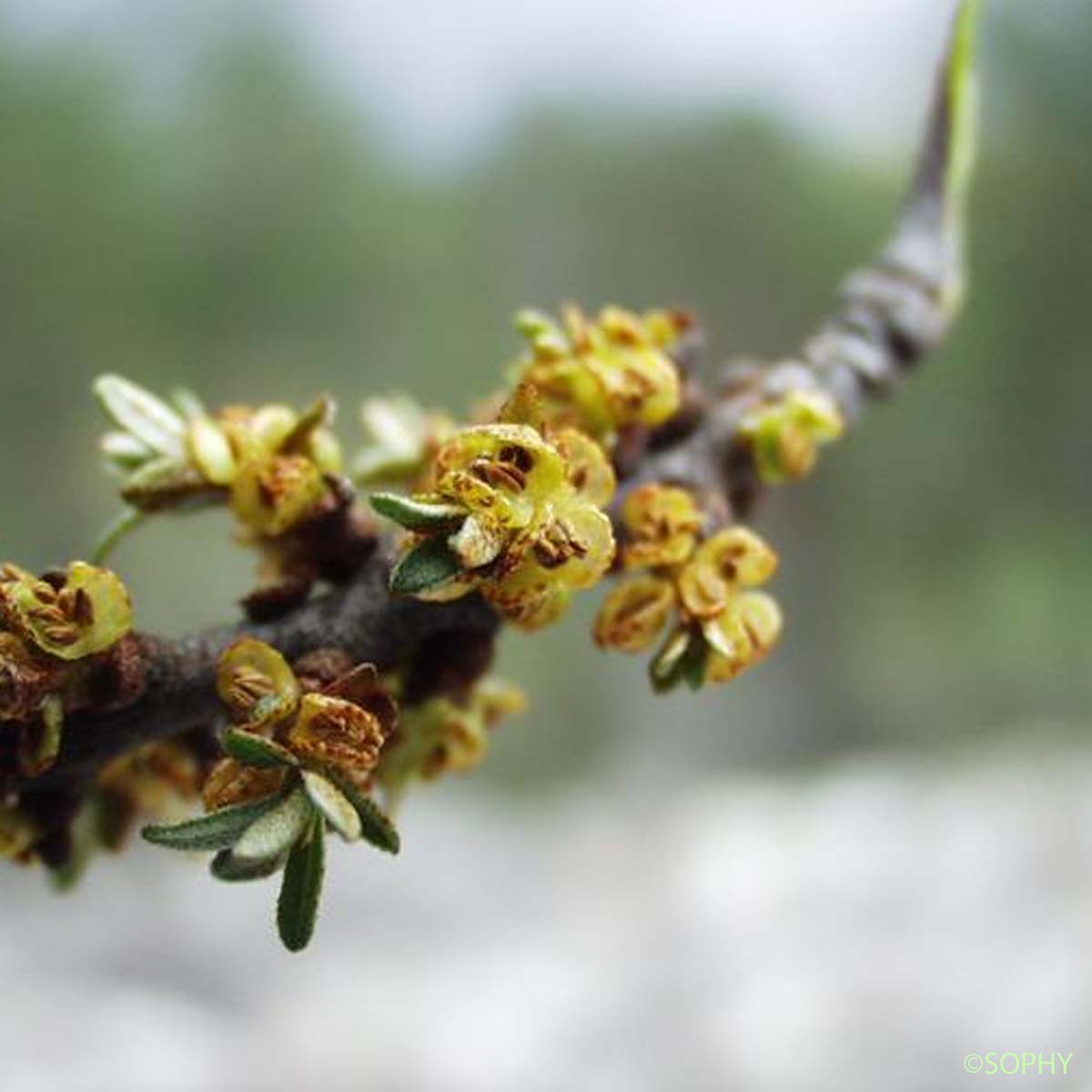 Argousier - Hippophae rhamnoides subsp. rhamnoides