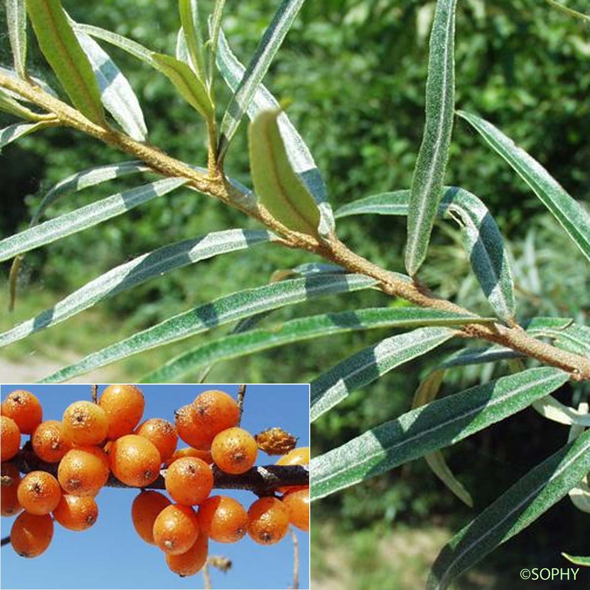 Argousier - Hippophae rhamnoides subsp. rhamnoides