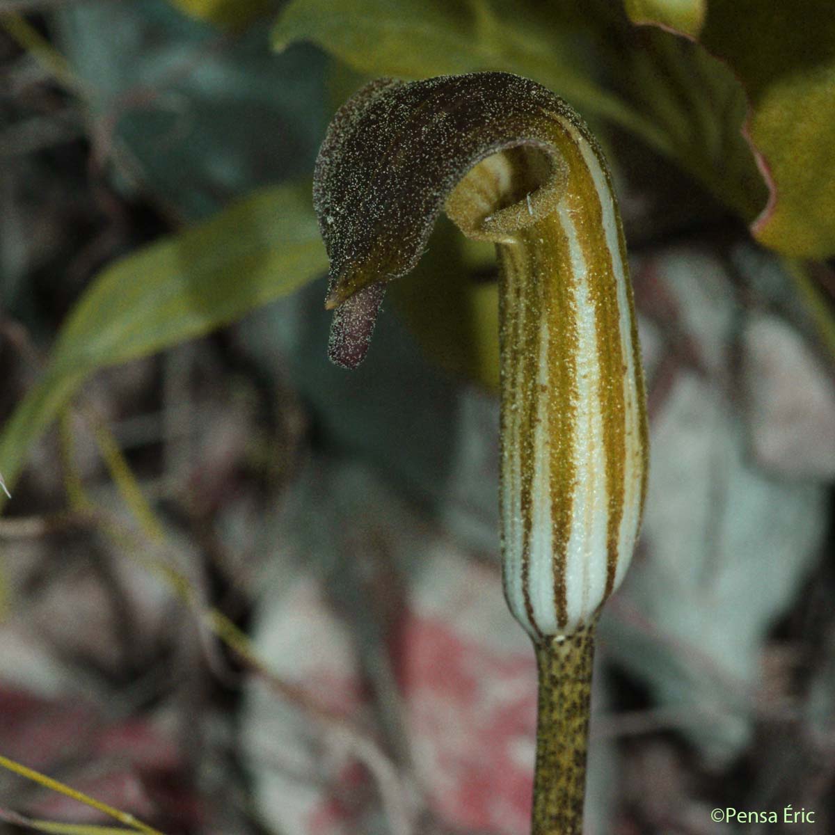 Capuchon de moine - Arisarum vulgare