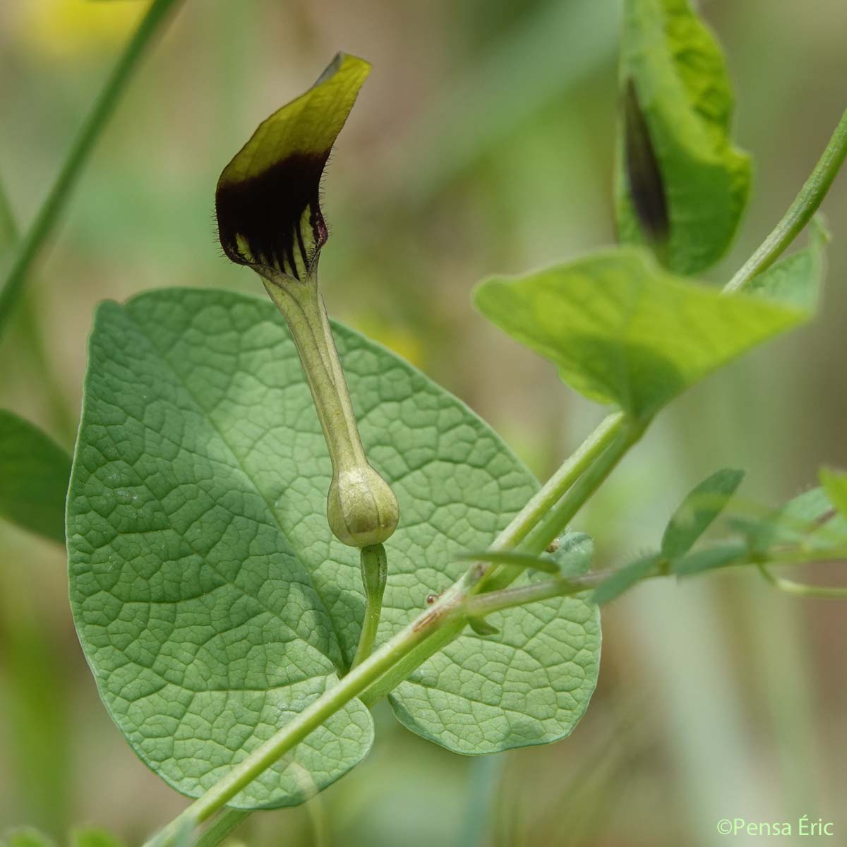 Aristoloche à feuilles rondes - Aristolochia rotunda subsp. rotunda