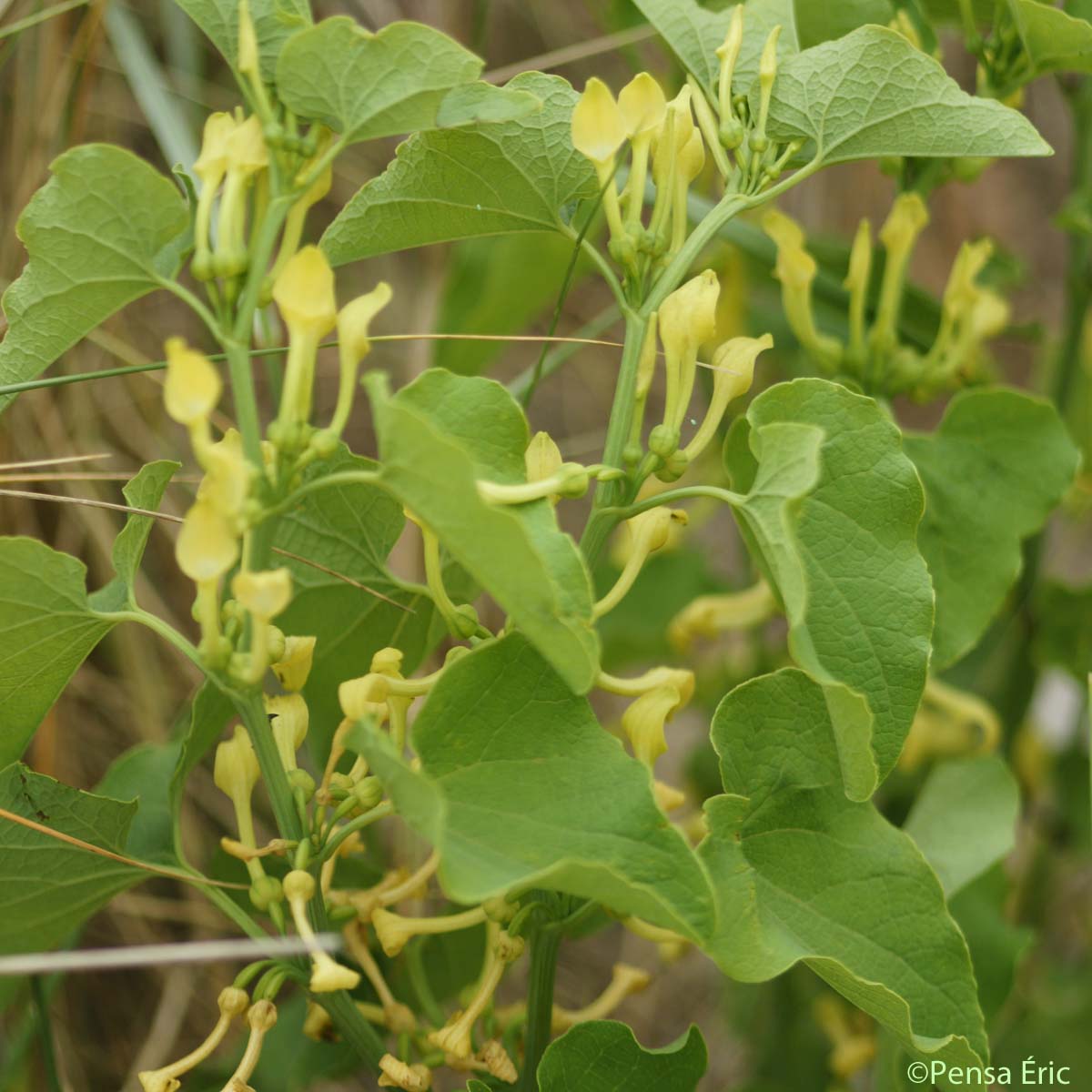 Aristoloche clématite - Aristolochia clematitis