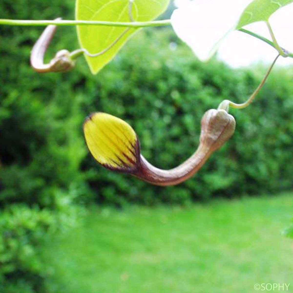 Aristoloche élevée - Aristolochia altissima