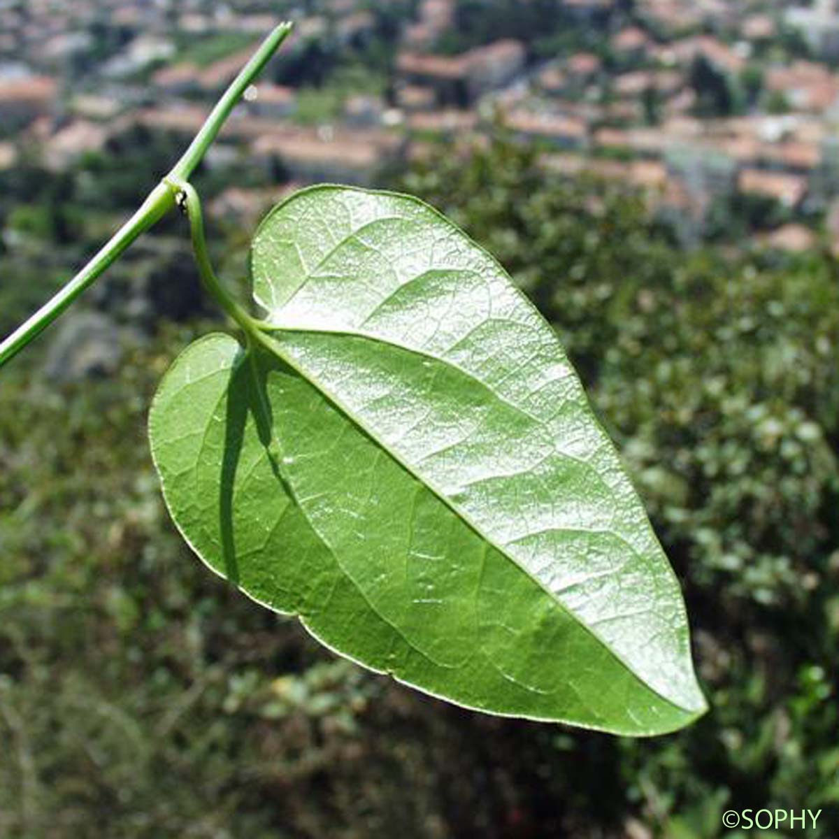 Aristoloche élevée - Aristolochia altissima