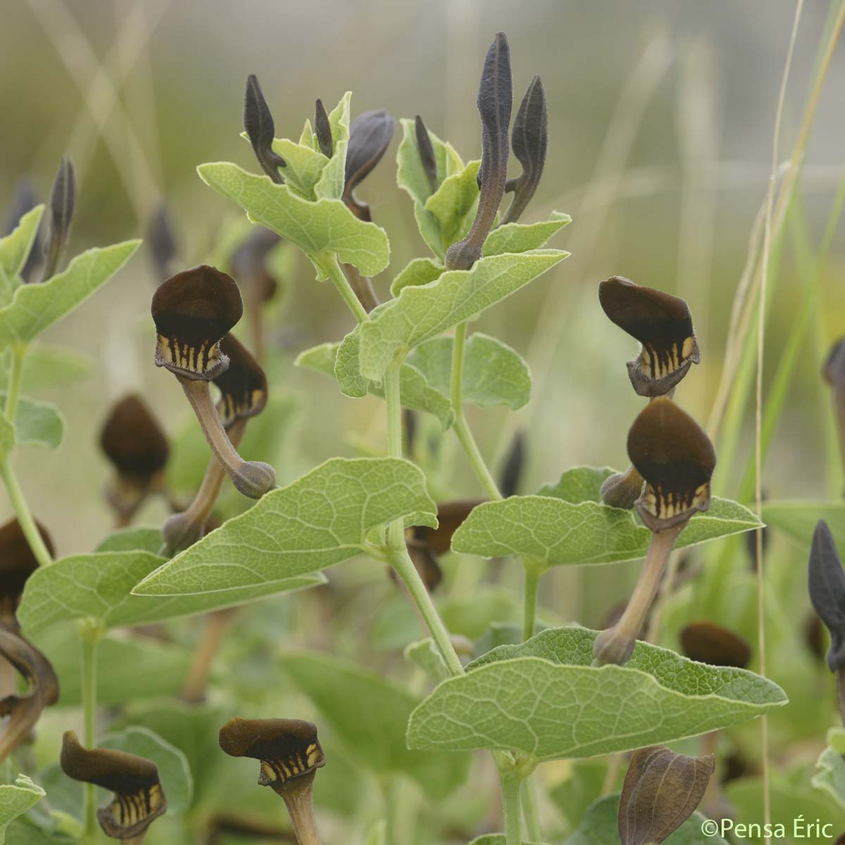 Aristoloche pistoloche - Aristolochia pistolochia