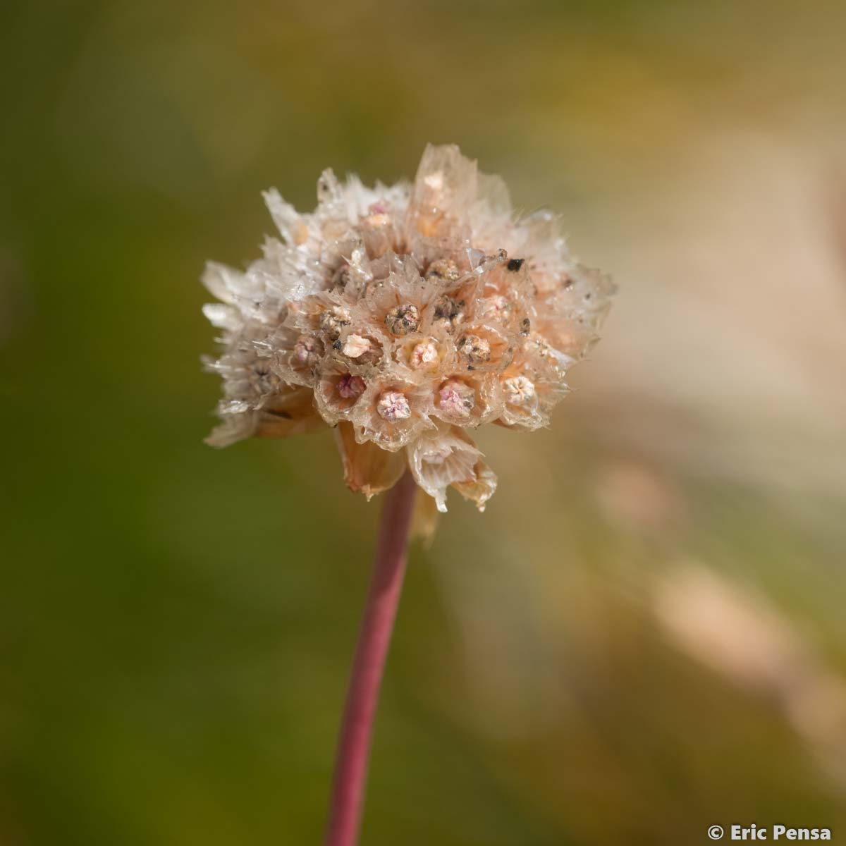 Arméria des Alpes - Armeria alpina