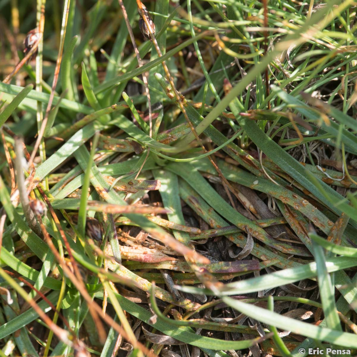 Arméria des Alpes - Armeria alpina