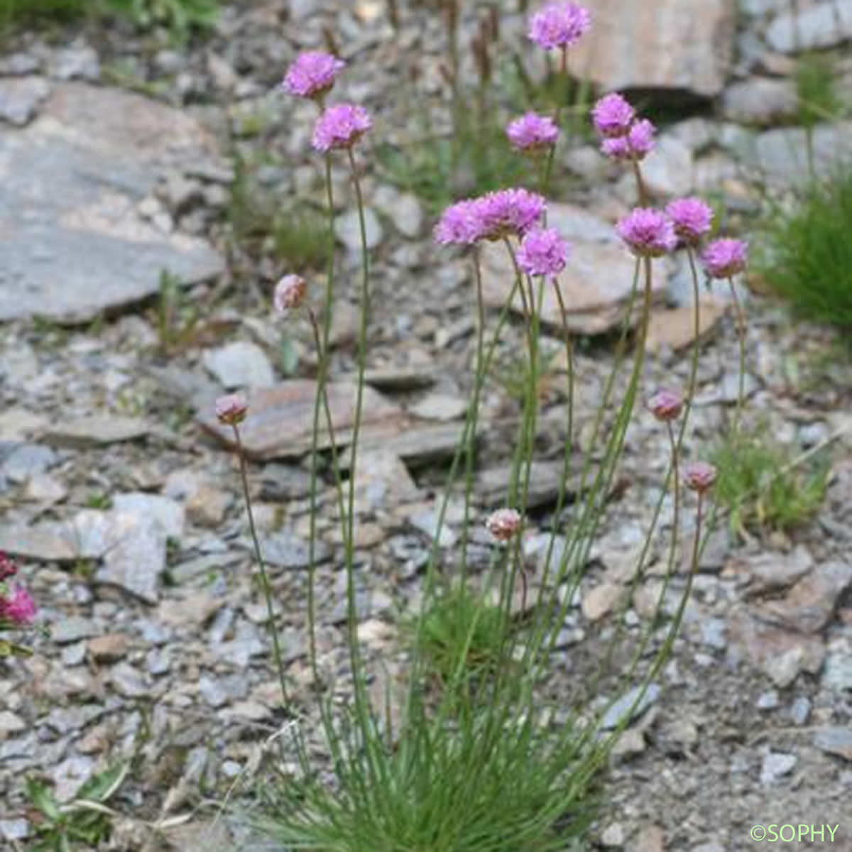 Arméria des sables - Armeria arenaria subsp. arenaria