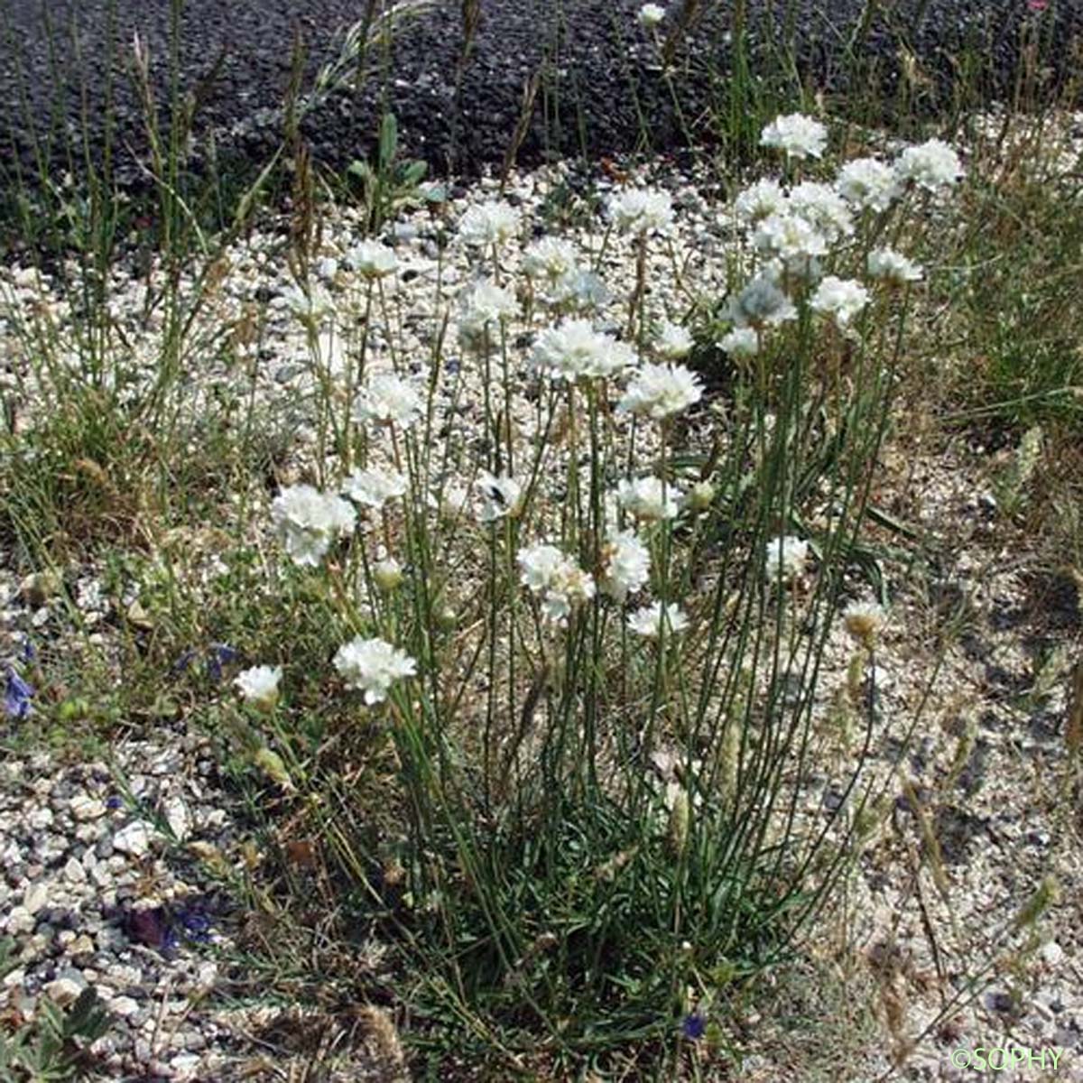 Arméria faux Buplèvre - Armeria arenaria subsp. bupleuroides