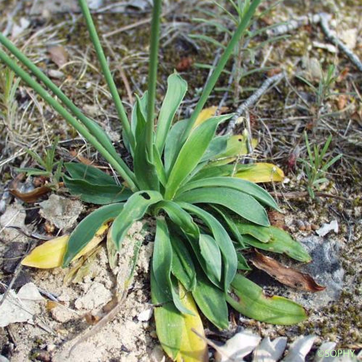 Arméria faux Buplèvre - Armeria arenaria subsp. bupleuroides